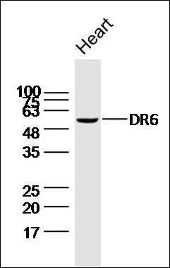 DR6 antibody