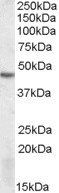 Goat anti-DRAK2 Antibody