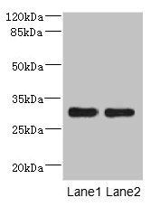 DRAM2 antibody