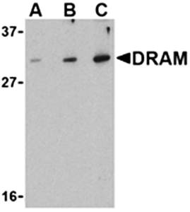 DRAM Antibody