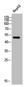 DRD1 Antibody