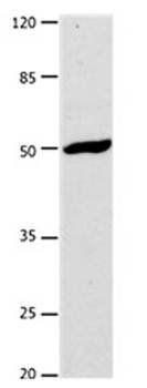 DRD1 Antibody