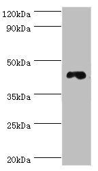DRD3 antibody