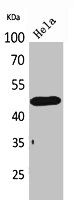 DRD3 Antibody
