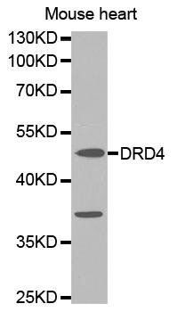 DRD4 antibody
