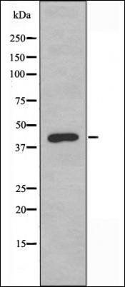 DRD4 antibody