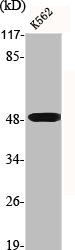 DRD4 antibody