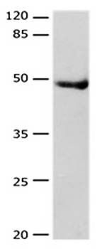 DRD4 Antibody