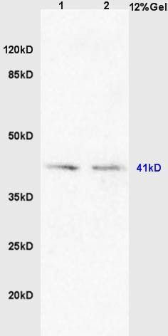 DRD4 Receptor antibody