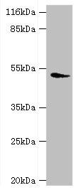 DRD5 antibody