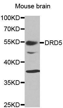 DRD5 antibody