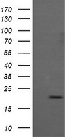 DREF (ZBED1) antibody