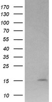 DREF (ZBED1) antibody