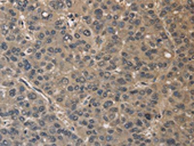 DRG1 Antibody