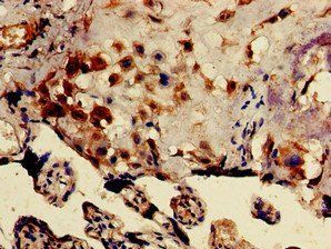 DRG1 Antibody