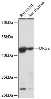 DRG2 antibody
