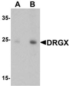 DRGX Antibody