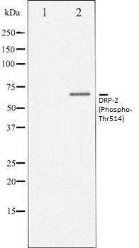 DRP-2 (Phospho-Thr514) antibody