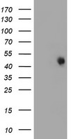 DRP1 (DNM1L) antibody