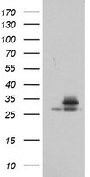 DRP1 (DNM1L) antibody
