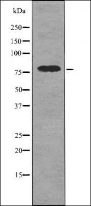 DRP1 (Phospho-Ser616) antibody
