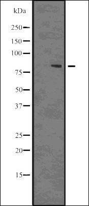 DRP1 (Phospho-Ser637) antibody