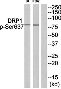 DRP1 (phospho-Ser637) antibody