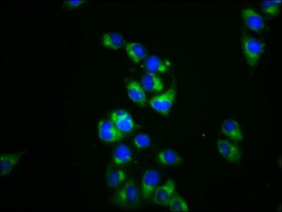DRP2 Antibody