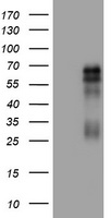 DSCC1 antibody