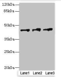 DSCC1 antibody