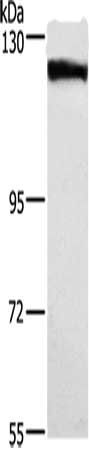 DSG1 antibody