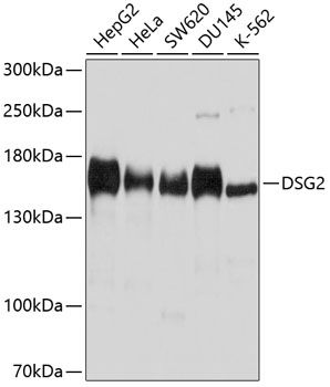 DSG2 antibody