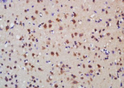 MREG Rabbit Polyclonal Antibody