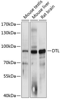 DTL antibody