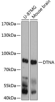 DTNA antibody