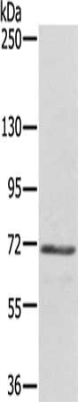 DTNB antibody