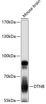 DTNB antibody