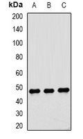 DTNBP1 antibody