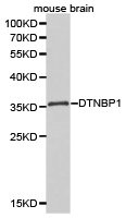 DTNBP1 antibody