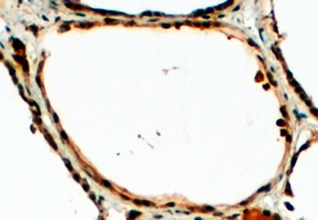 Goat anti-Dual oxidase 1 Antibody