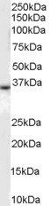 DARC antibody