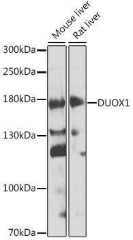 DUOX1 antibody