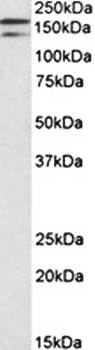 Goat anti-DUOX1 (aa972-985) Antibody
