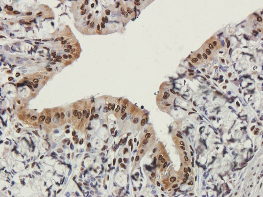 DUS16 Rabbit Polyclonal Antibody