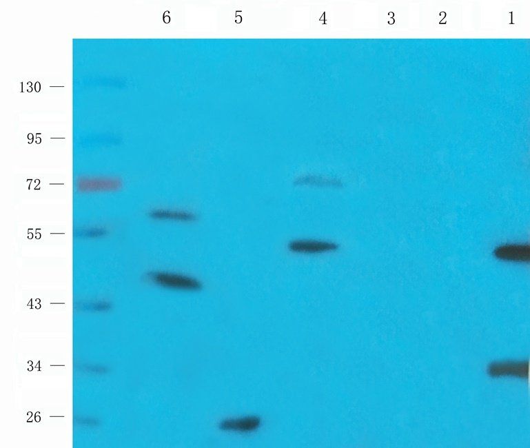 DUS16 Rabbit Polyclonal Antibody