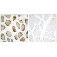 DUS2 Antibody