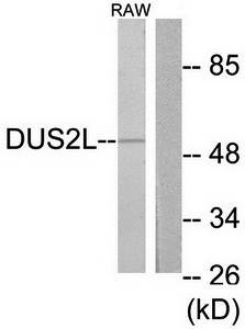 DUS2L antibody