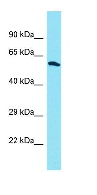 DUS3L antibody