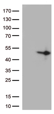 DUSP1 Antibody