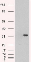 DUSP1 antibody